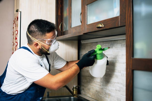 Best Rat Extermination Near Me  in Topanga, CA