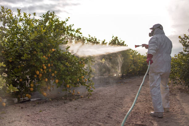 Best Pest Control Near Me  in Topanga, CA