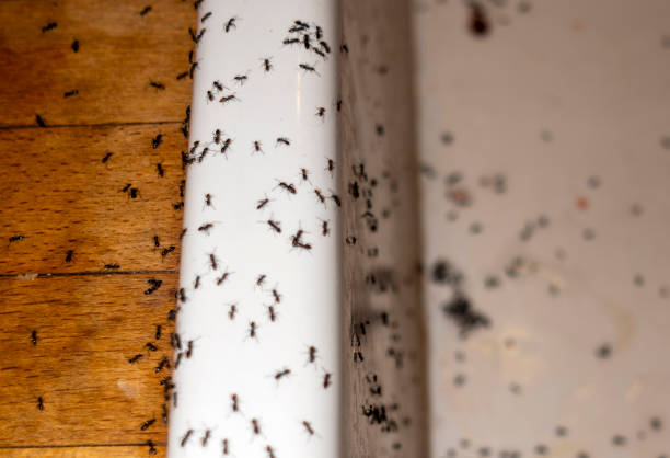 Best Commercial Pest Control Services  in Topanga, CA