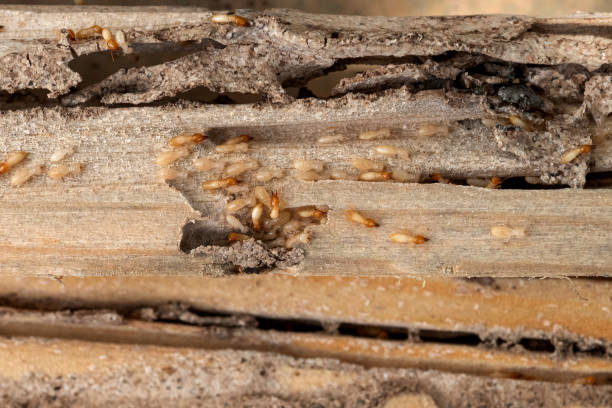 Pest Control Cost in Topanga, CA