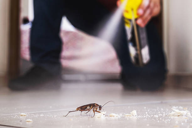 Best Local Pest Control Services  in Topanga, CA