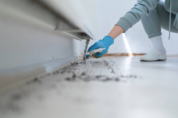Best Local Pest Control Services  in Topanga, CA